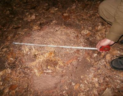 Затримано лісопорушника - депутата сільської ради