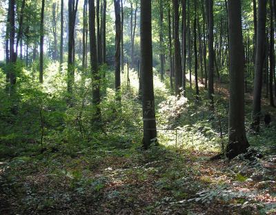 Повідомлення про проведення ІІІ лісовпорядної наради з розгляду матеріалів лісовпорядкування, які потребують ОВД ДП “Бродівське лісове господарство” 