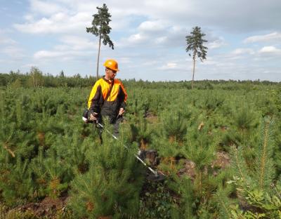 Вчасний та якісний догляд за лісовими культурами – високопродуктивні, здорові ліси в майбутньому