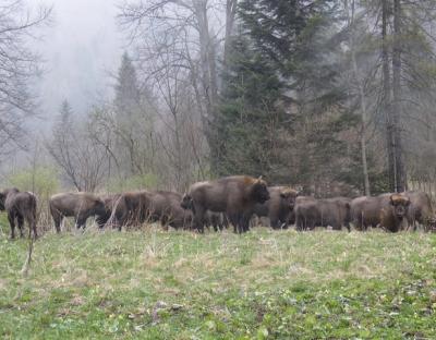 Найбільша чисельність зубрів в Україні - на Львівщині   