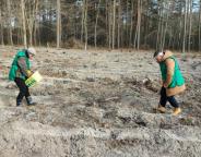 У Рава-Руському лісництві відбулась посадка лісу, яка варта наслідування