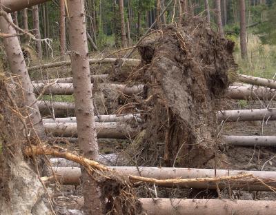 У Пирятинському лісництві бурелом знищив понад 150 га. лісу