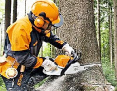 Анонс:  5 серпня  відбудуться XXIII обласні змагання звалювальників лісу