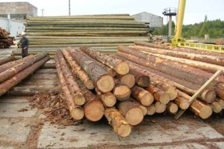 Відбулося обговорення пропозицій щодо мораторію на експорт деревини