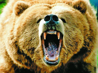 Братів Вовків атакував… ведмідь