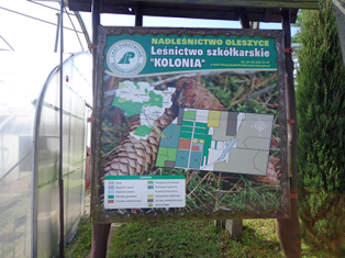 Переймання досвіду у лісорозсадницькій справі у польських колег