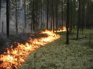 В лісах України надзвичайний 5 клас пожежної небезпеки