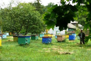 День пасічника - професійне свято бджолярів