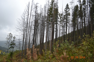 Директор департаменту екології взяв участь у виїзній нараді щодо будівництва лісової дороги в межах ДП «Славське лісове господарство»