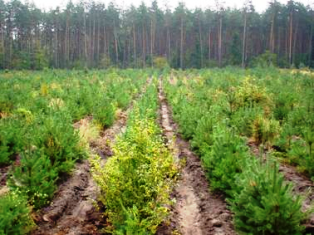 За 9 місяців 2014 року лісові господарства країни спрацювали в плюс