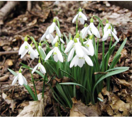 Збережемо перші провісники весни