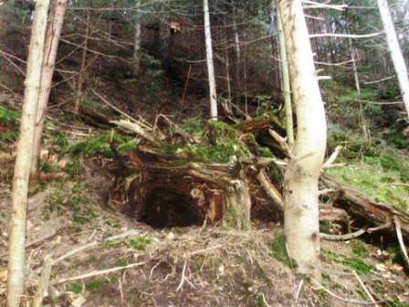 Зустріч з ведмедем