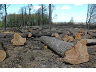 Про проведення господарських заходів в лісах