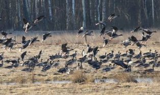 Охорону мисливського фонду посилять