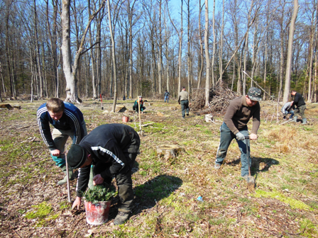 Молоді дуби Довголуки