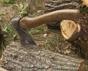 Щодо попередження нелегального використання деревини і боротьби з незаконними рубками