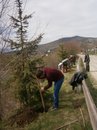 Доповнено і облагороджено дубово-липову алею у c. Підгородці
