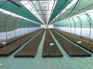 Перші паростки 2015 року