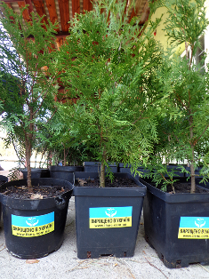 Місця продажів декоративного садивного матеріалу ДП «Львівський ЛСНЦ»