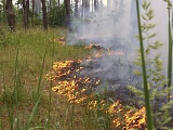 У лісах високий клас пожежної небезпеки