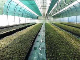 Другий посів у теплиці ДП  «Львівський ЛСНЦ»