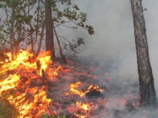Держлісагентство України закликає громадян дотримуватися правил пожежної безпеки під час перебування у лісі!