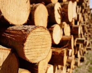 Держлісагентство: Україна має врегулювати питання експорту деревини відповідно до вимог СОТ та ЄС