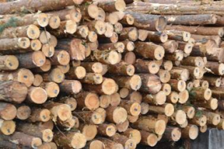Електронний облік для всіх постійних лісокористувачів допоможе побороти тіньовий ринок деревини, - Христина Юшкевич