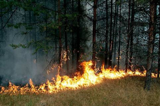 Держлісагентство: З початку року в лісах України ліквідовано 608 пожеж
