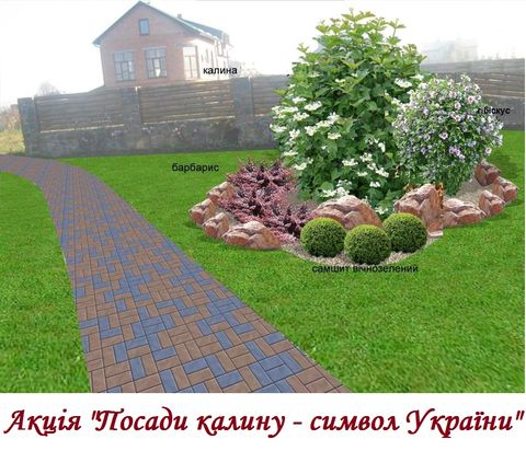 Посади калину – символ України!