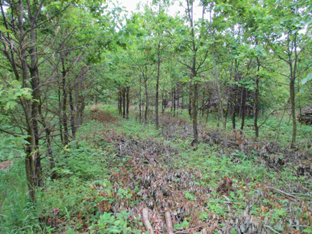 Ходить осінь лісом