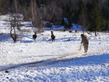 Розпочато підгодівлю зубрів