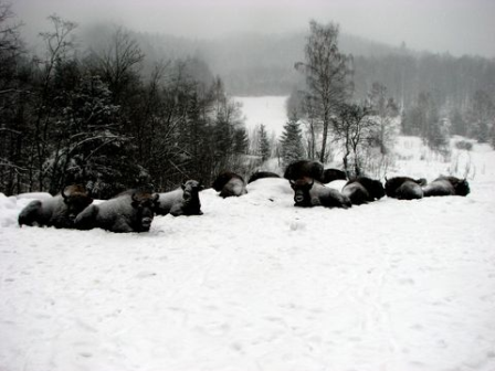 НПП "Сколівські Бескиди": проведено зимовий облік фауни