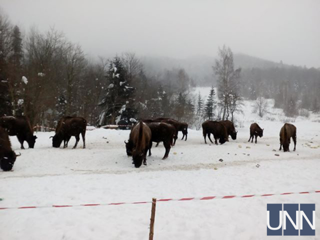 Люблять туристів і добре попоїсти: як живеться зубрам на Львівщині