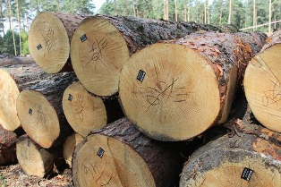 Особливості формування вільних цін на лісопродукцію