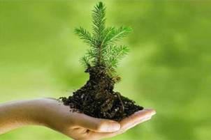 В Україні стартувала весняна лісокультурна кампанія 2015 року